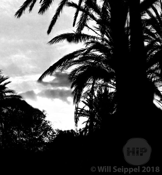 Silhouette of palm trees