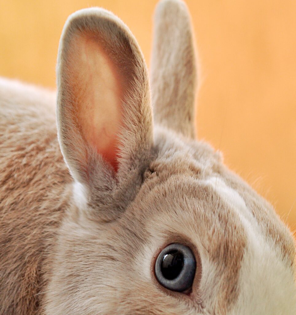 bunny rabbit ears